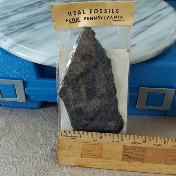 Fern Fossil 2 - Picture 8 of 9